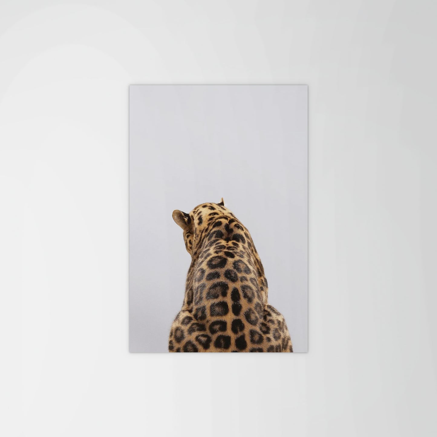 Leopard Back Print