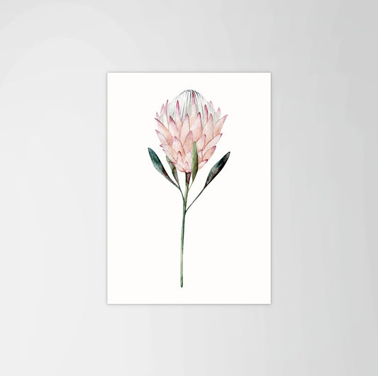 King Protea Print