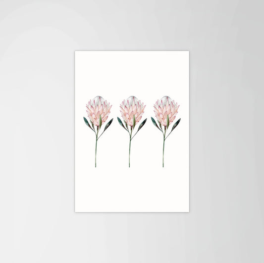 King Protea Set Print