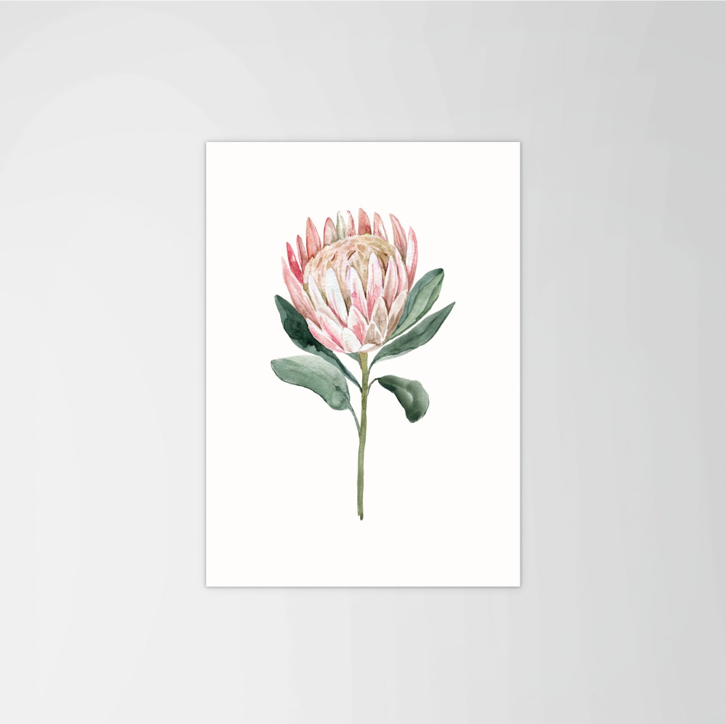 Queen Protea Print